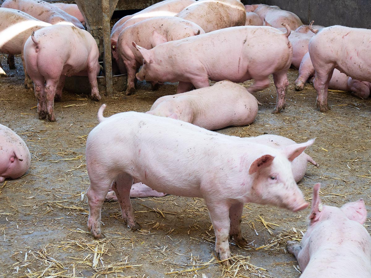 AGROTEL-Stallbau-Schweinehaltung_9