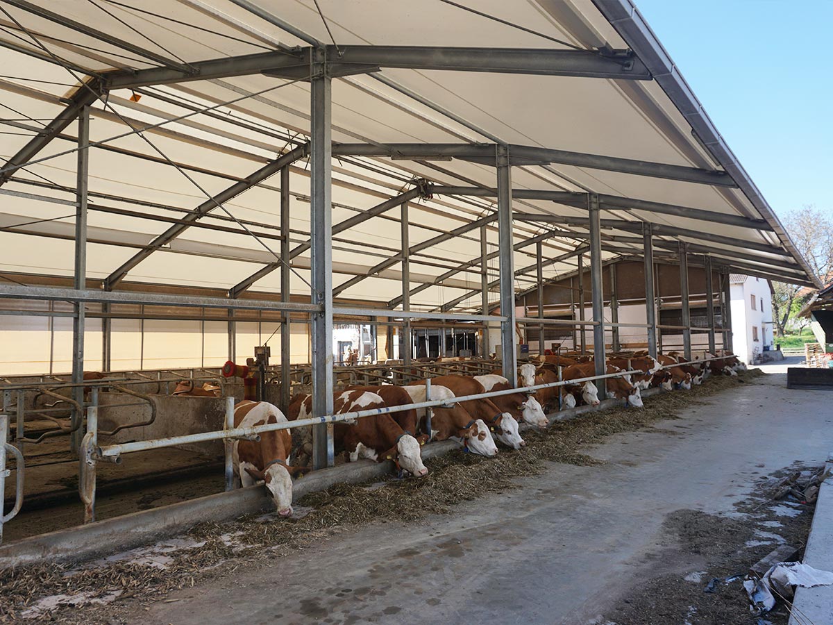 AGROTEL Milchviehstall - Profilträgerhalle mit Vordachlösung