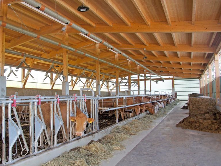Licht und Luft in der Rinderhaltung