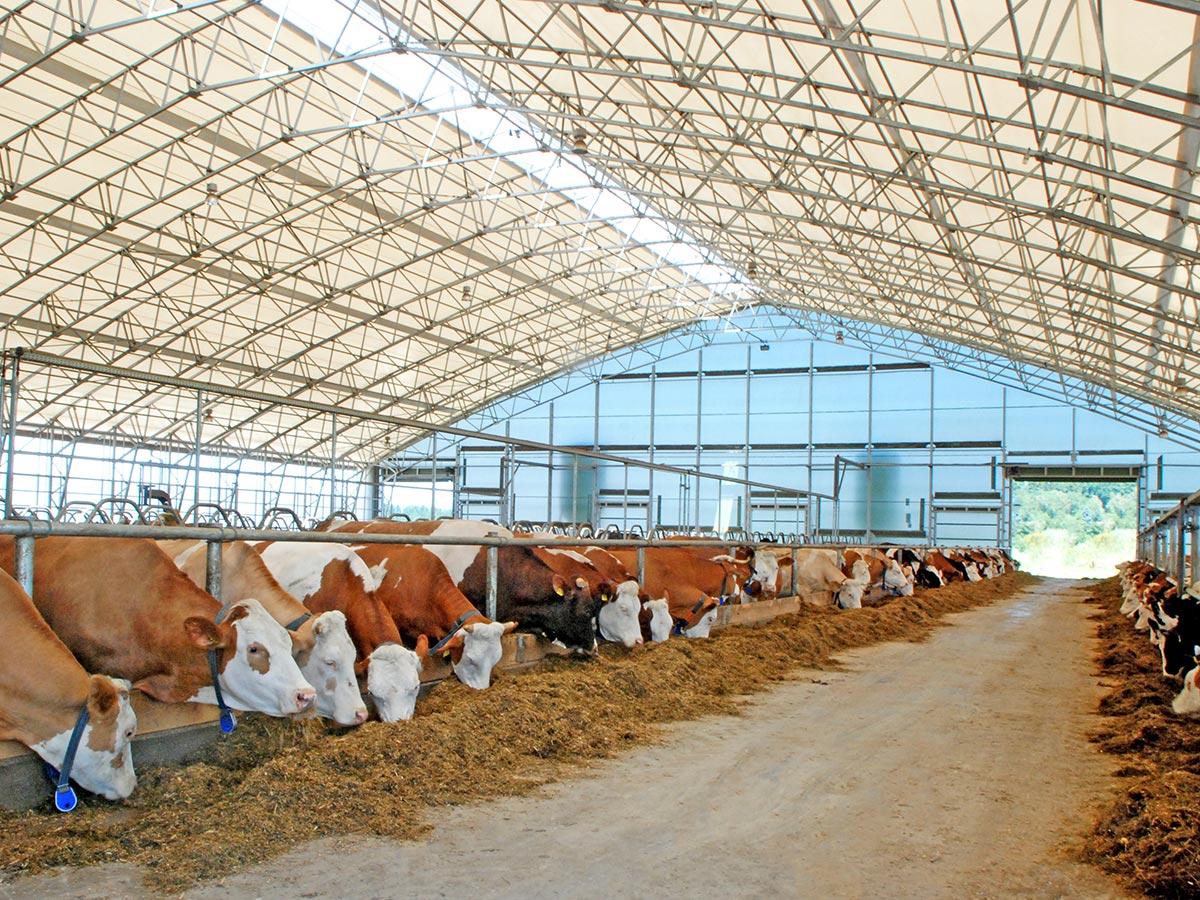 Milchviehhaltung in textilem AGROTEL Stall