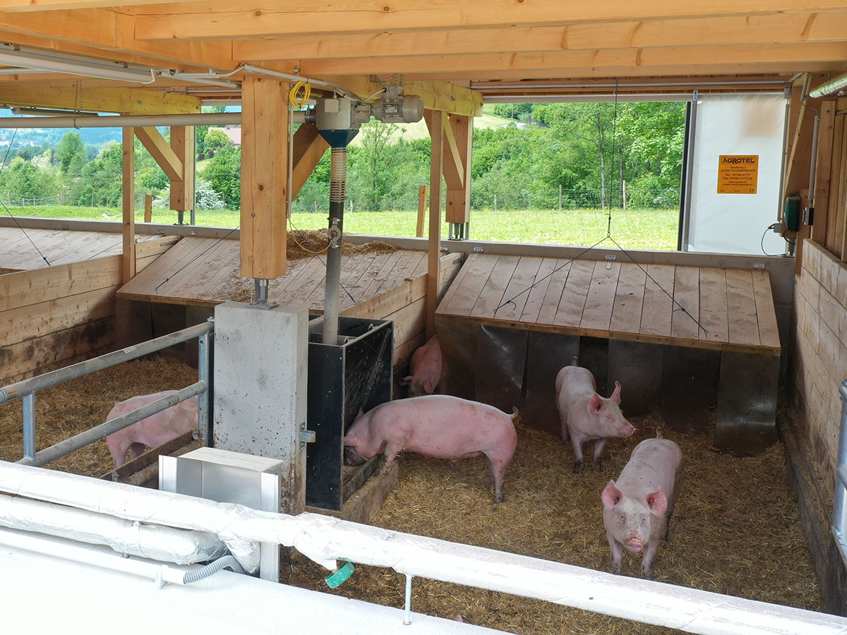 Glückliche Schweine im neuen Stall mit Curtains