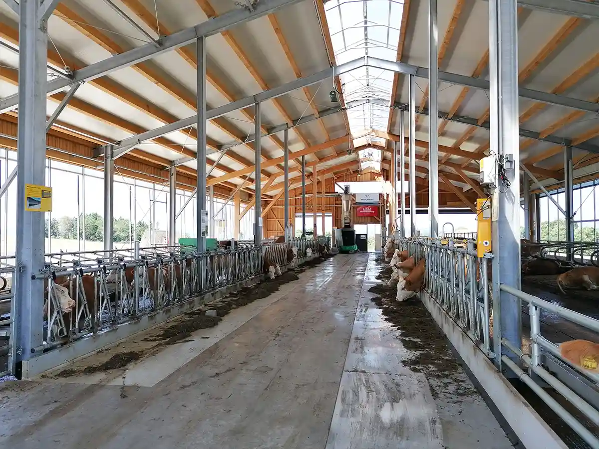 Natürliche Belüftung im Milchviehstall durch AGROTEL Curtains und Tore