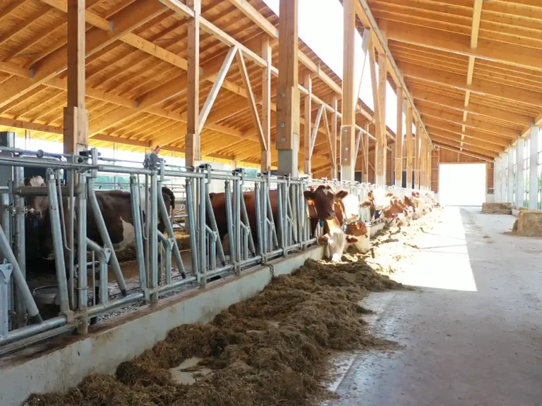 Laufstall für Kühe mit Curtains und Rolltoren