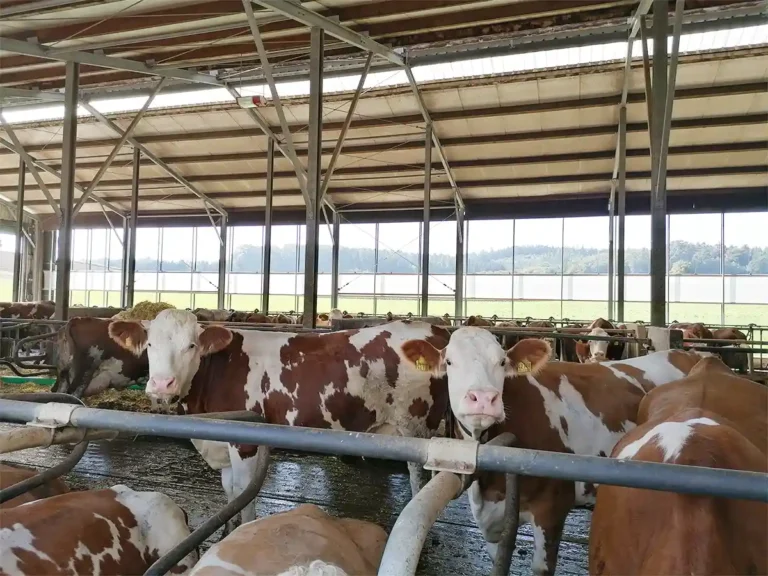 Tierwohl Milchviehstall mit aufrollbaren Windschutznetzen von AGROTEL