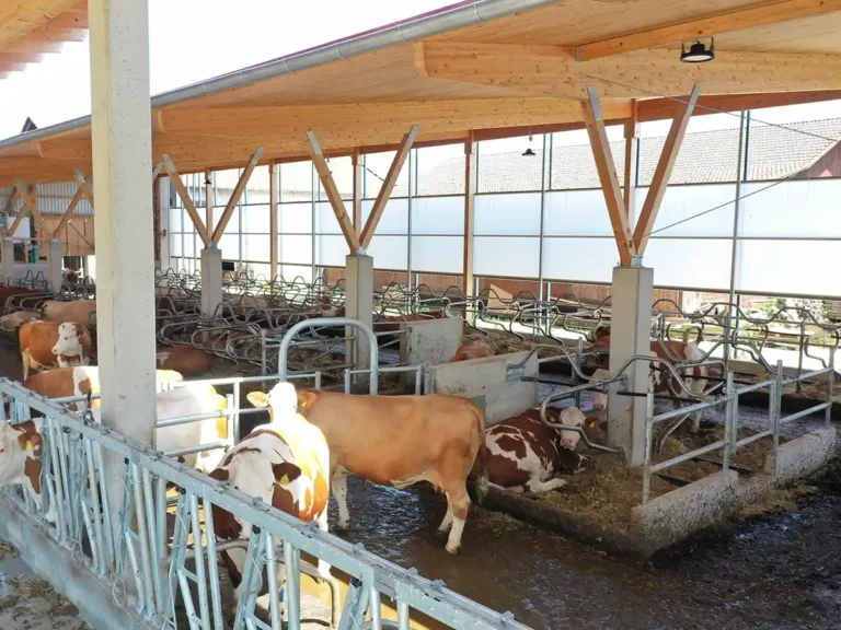 Außenklimastall für Milchkühe mit AGROTEL Curtains und Toren zur natürlichen Belüftung