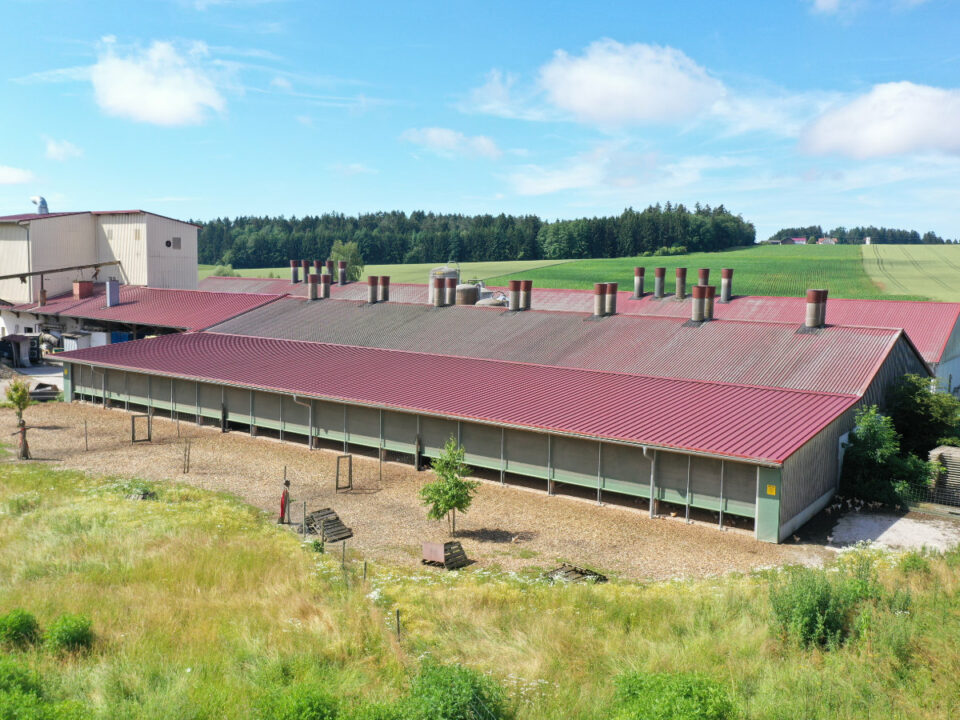 Biologische Hühnerzucht mit Bruderhähnen