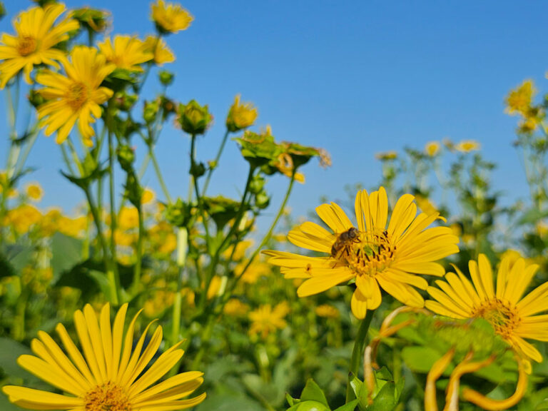 Die Energiepflanze Silphie wir von der Götz Agrardienst GmbH angepflanzt um Bio-Wärme zu erzeugen und gleichzeitig die Biodiversität in der Region zu fördern.