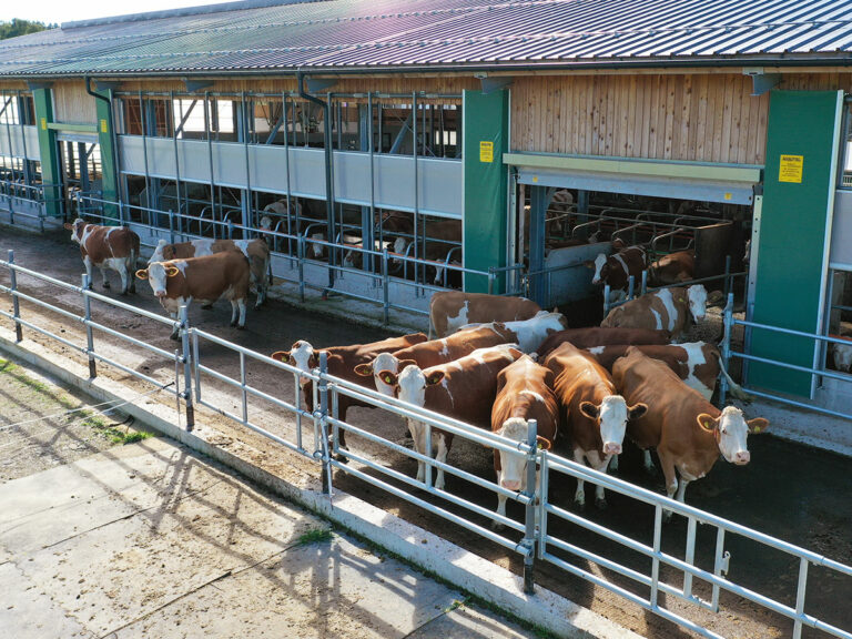 Glückliche Kühe durch automatisierte Belüftung und mehr Tierwohl
