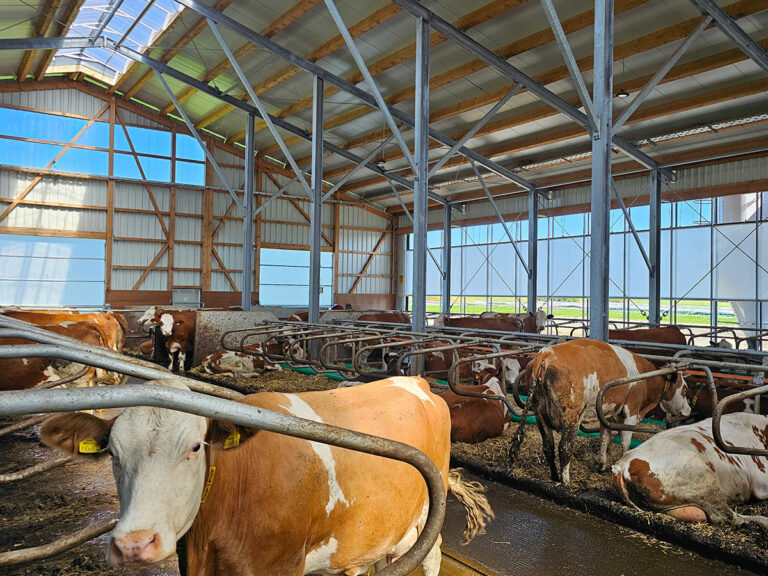 Digitalisierung im Kuhstall: AGROTEL Curtains und Tore im Einsatz
