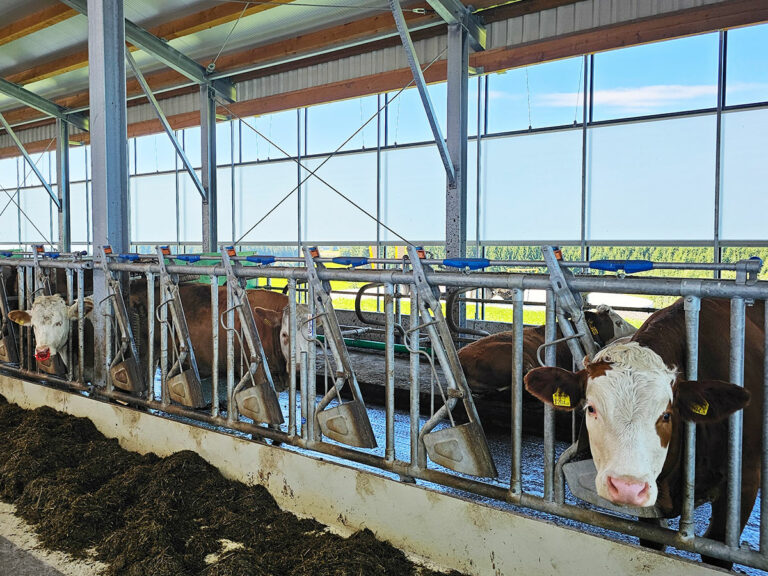 AGROTEL Curtains für optimale Luftzirkulation im Milchviehstall
