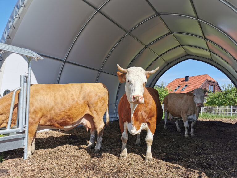 Rind unter AGROTEL Bogenhalle als Weideunterstand