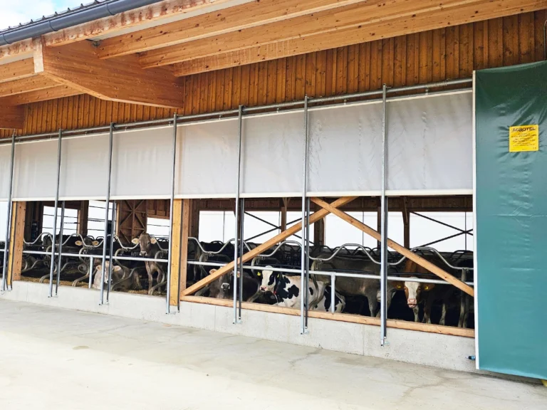 Lichtdurchfluteter Milchviehstall mit Curtains zur Verbesserung von Stallklima und Tiergesundheit