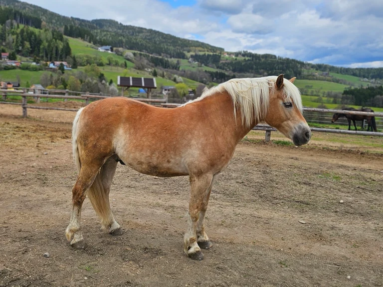 Pferd in Offenstallhaltung am Reiterhof Schmiedt