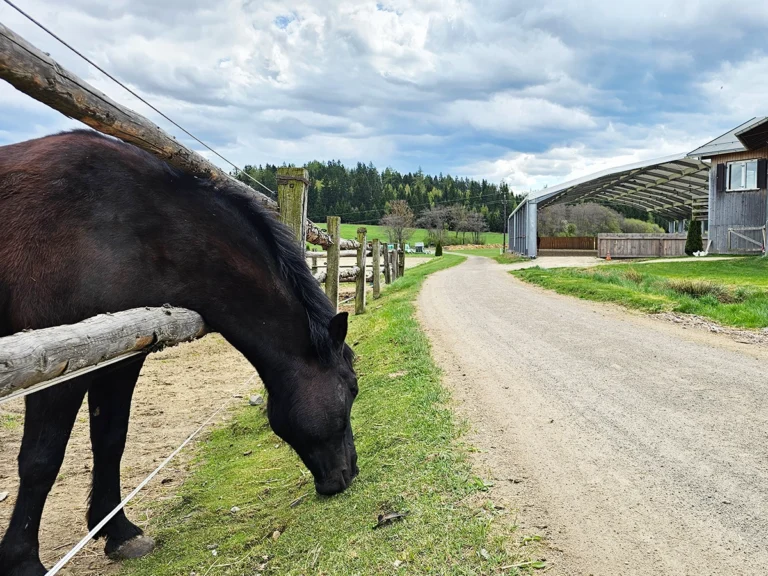 Pferd vor offener Reithalle mit natürlicher Belüftung