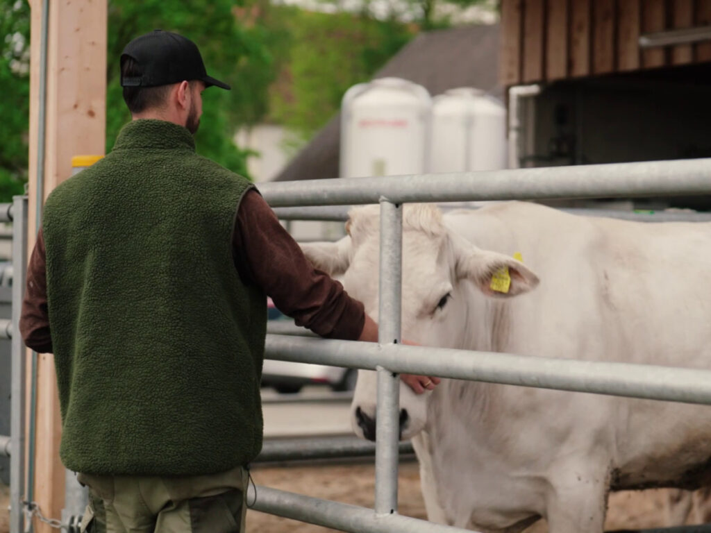 Nino Sifkovits streichelt ein Chianina-Rind im Stall am Chianinahof und setzt auf Tierwohl durch modernes Stallklima.