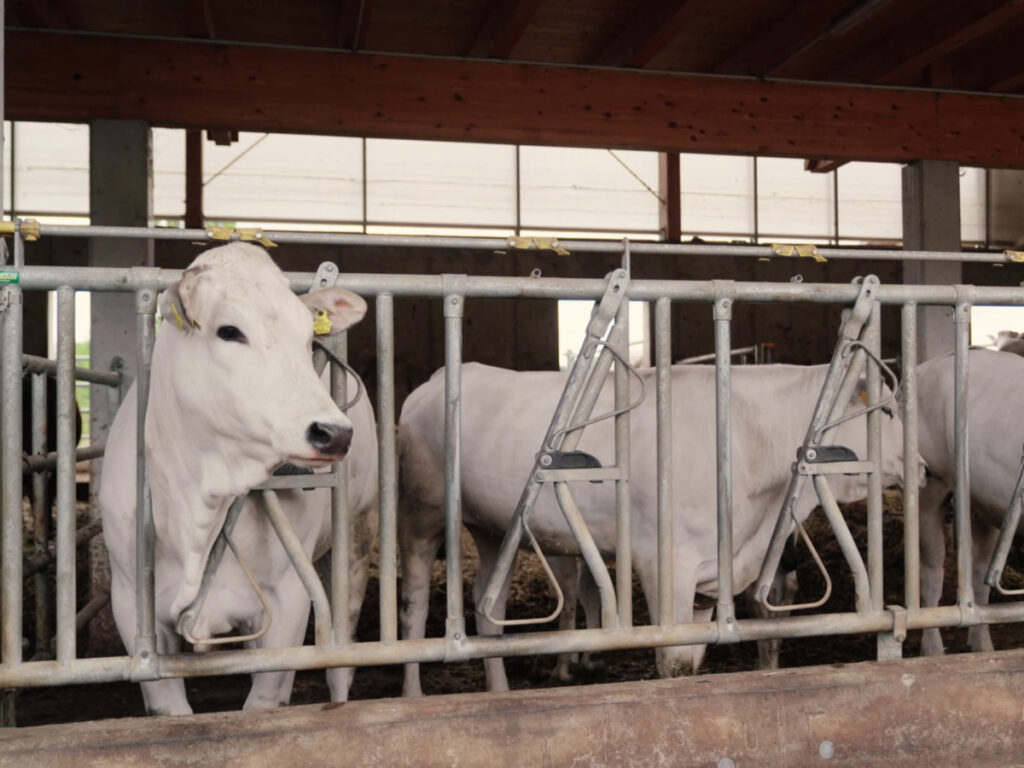 Chianina-Rinder im modernen Offenstall mit AGROTEL Curtains zur Verbesserung von Stallklima und Stalllüftung.