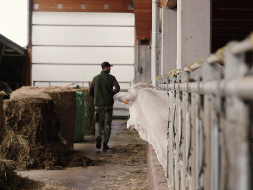 Nino Sifkovits geht durch den Stall und kontrolliert die Bedingungen für Tierwohl, Stallklima und Frischluft im Stall.