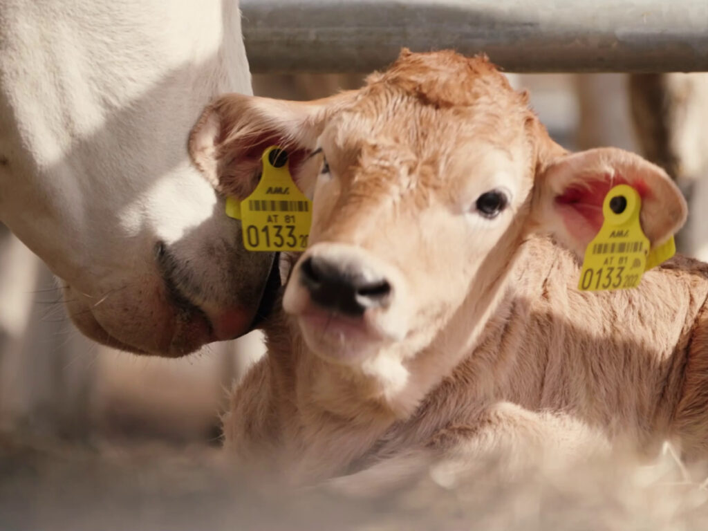 Nahaufnahme eines Zwei tage alten Chianina-Kalbs am Chianinahof