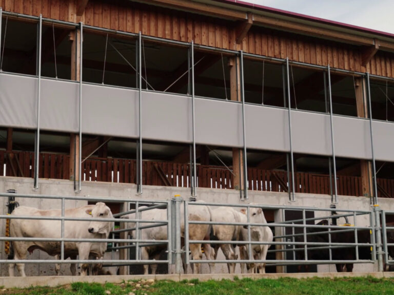 Chianina-Rinder im hellen Stall mit AGROTEL Curtains und flexibler Stalllüftung in Dobl in der Steiermark.