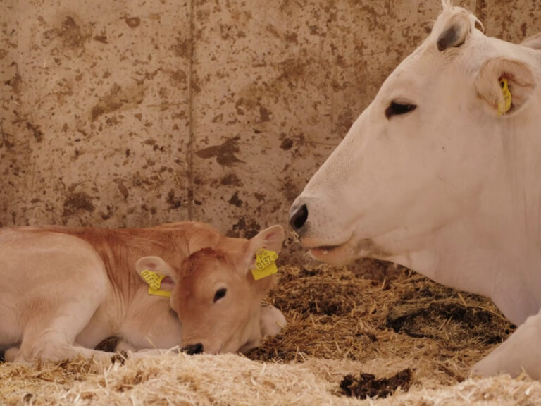 Chianina-Rind mit Kalb im offenen Stall mit viel Tageslicht, Frischluft und natürlicher Belüftung am Chianinahof.