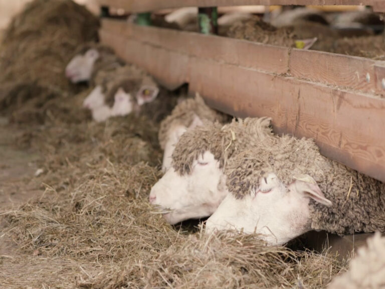 Schafe im Stall am Chianinahof profitieren von Frischluft, natürlicher Belüftung und durchdachtem Windschutz.