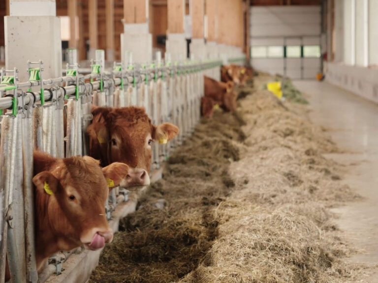 Moderner Stallbau mit Fokus auf Luft, Licht und Platz für Limousin-Rinder.