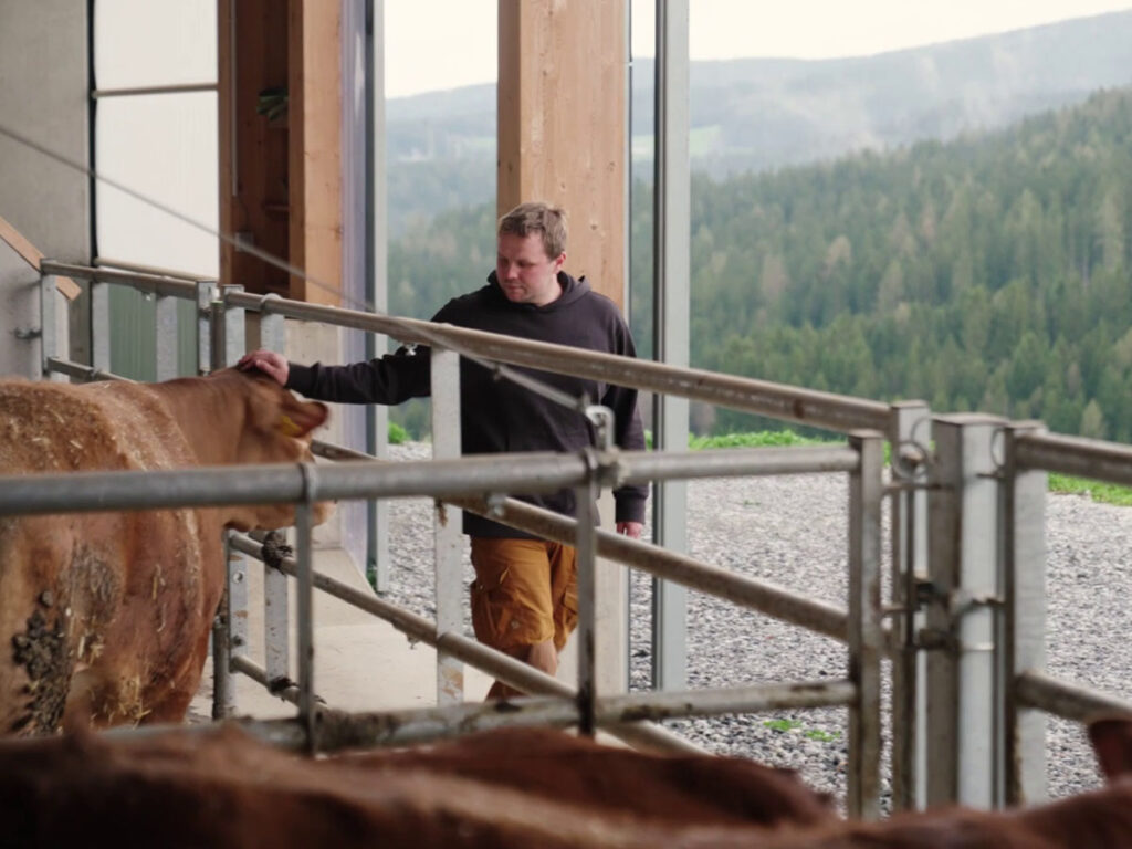 Florian Reinbacher streichelt ein Limousin-Rind und zeigt gelebtes Tierwohl in der Mutterkuhhaltung.