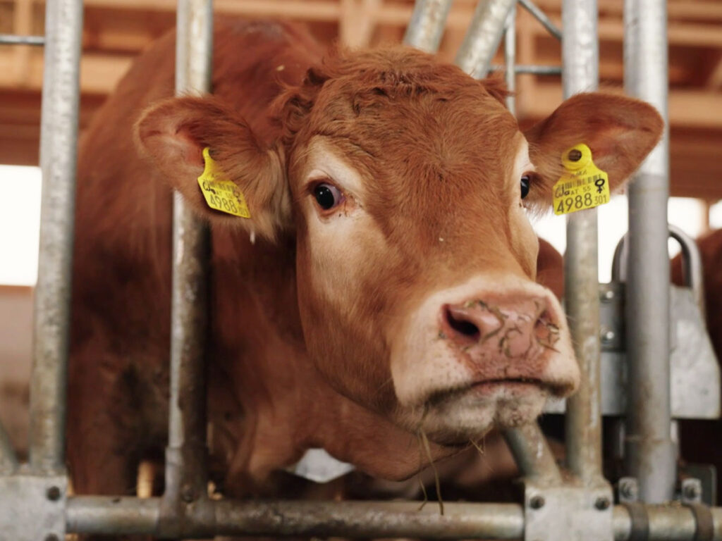 Limousin-Rind im modernen Stall mit viel Frischluft und optimalem Stallklima.