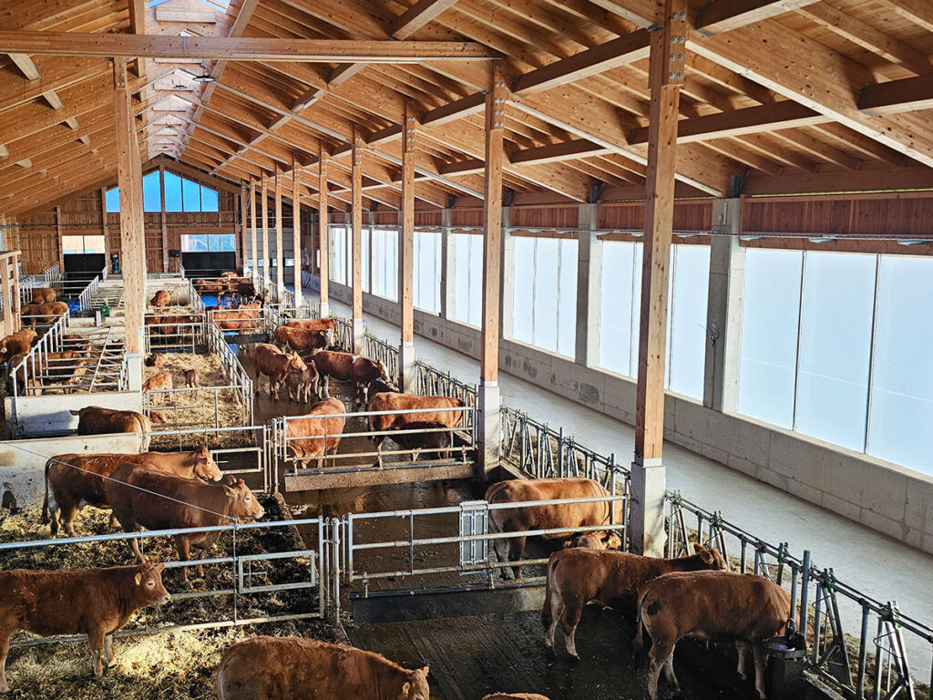 Heller Rinderstall mit AGROTEL Curtains und optimalen Bedingungen für Tierwohl und Stallklima.