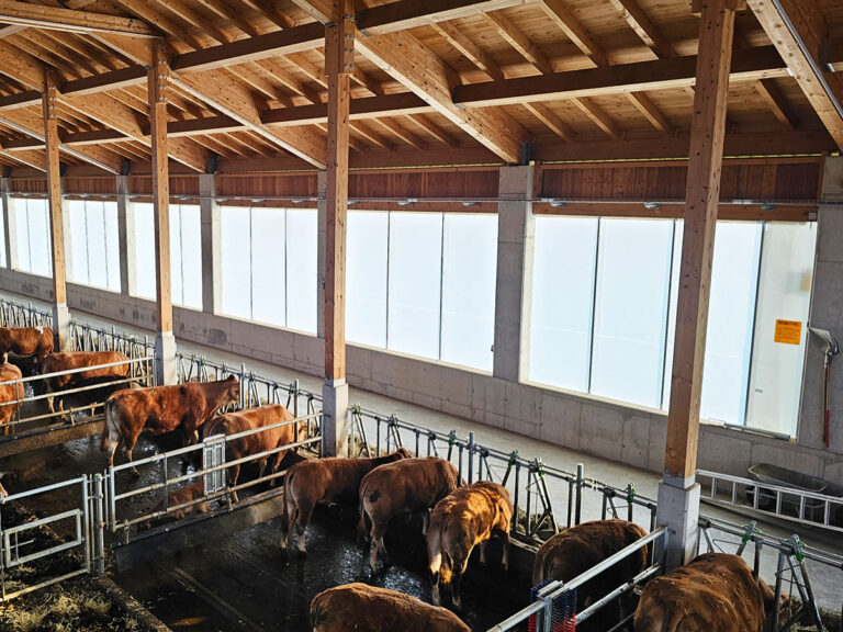 Innenansicht des Limousin-Mutterkuhstalls mit viel Licht, Luft und natürlicher Stalllüftung.