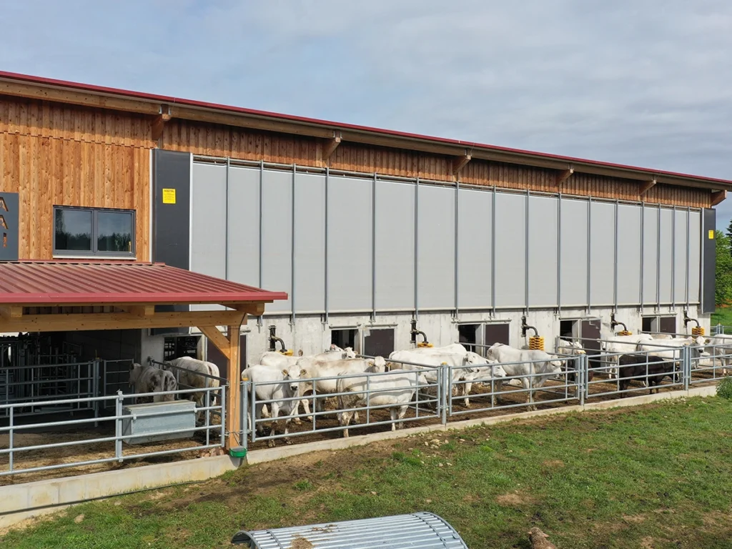 Chianinahof in Dobl in der Steiermark mit modernen AGROTEL Curtains für mehr Licht, Luft und ein optimales Stallklima.