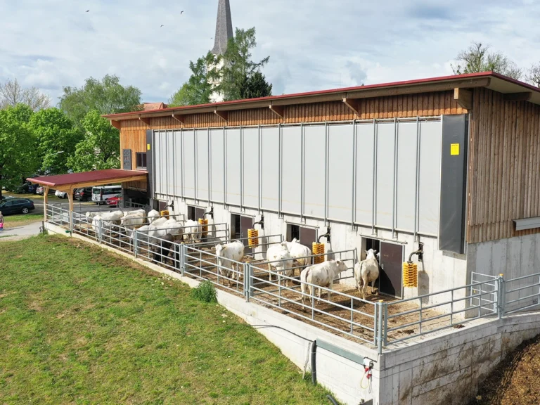 Tierwohl am Chianinahof durch natürliche Belüftung, viel Tageslicht im Stall und ein durchdachtes Windschutzsystem.