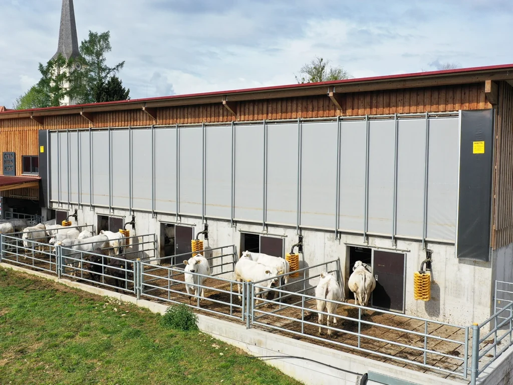 Glückliche Rinder im offenen Rinderstall am Chianinahof mit AGROTEL Curtains für natürliche Belüftung und Frischluft im Stall.