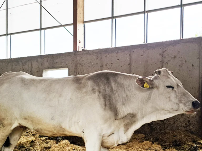 Blick in den offenen Stall mit AGROTEL Curtains zur Verbesserung von Stallklima, Stalllüftung und Tierwohl.