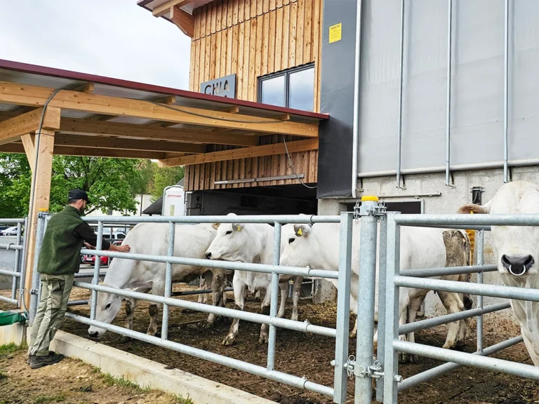 Nino Sifkovits mit seinen Chianina-Rindern vor dem modernen Stall mit Windschutz und flexibler Stalllüftung.