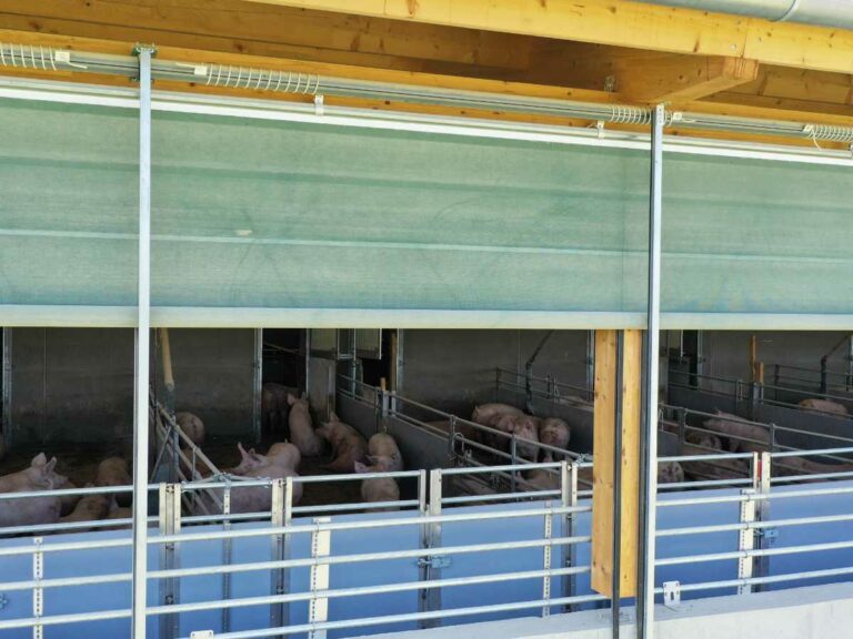 Geöffnete AGROTEL Curtains sorgen für viel Frischluft und Tageslicht im Schweinestall
