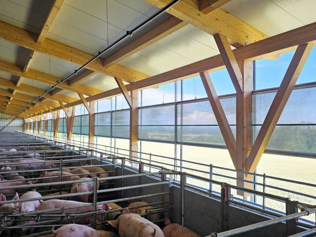 Innenbereich eines modernen Schweinestalls mit überdachtem Frischluftbereich, Tageslicht und flexiblen Windschutz-Curtains