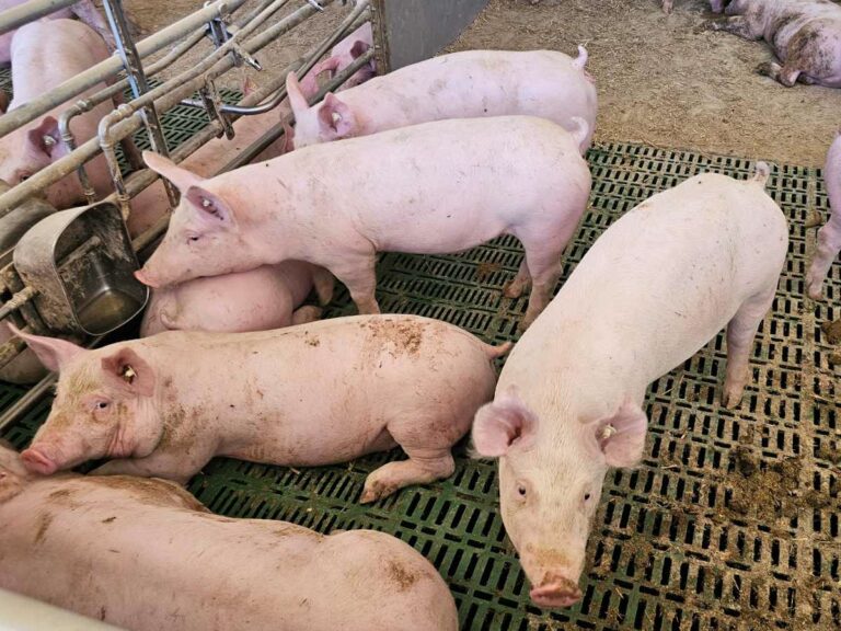 Schweine im hellen Auslaufbereich mit Außenklimareizen und viel Tageslichteinfall